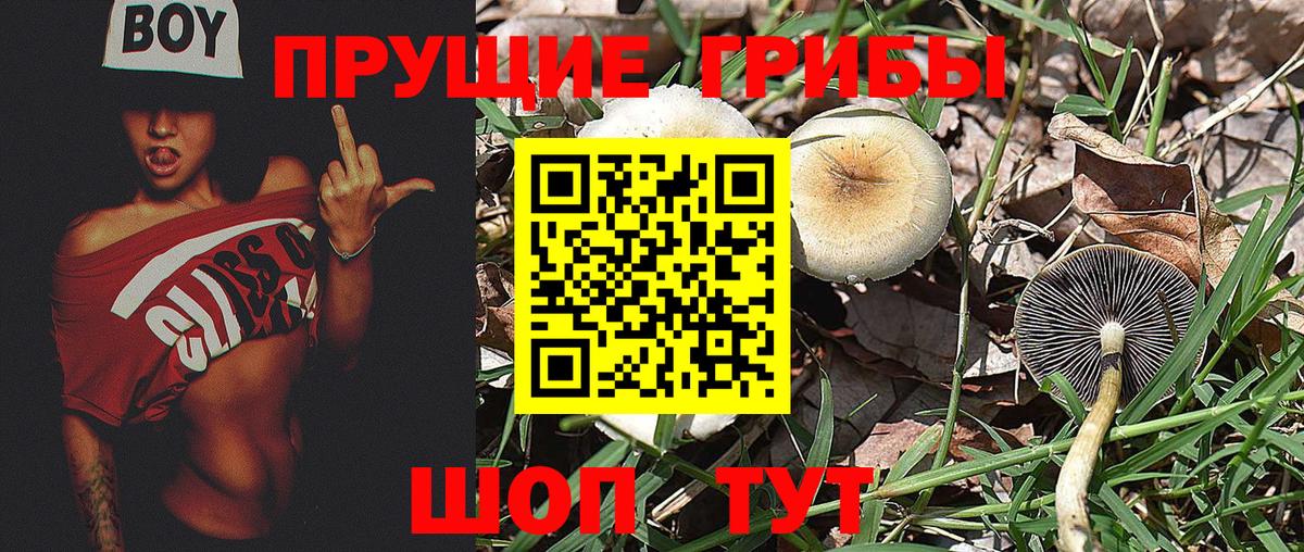 Грозный  наркотики  Псилоцибиновые грибы Magic Shrooms  Вход с VPN  Псилоцибиновые грибы MAGIC MUSHROOMS 